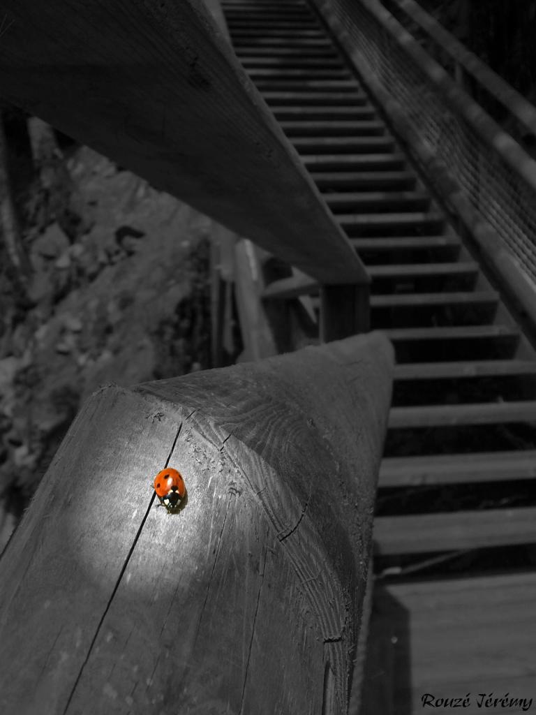 Coccinelle ascensionnelle