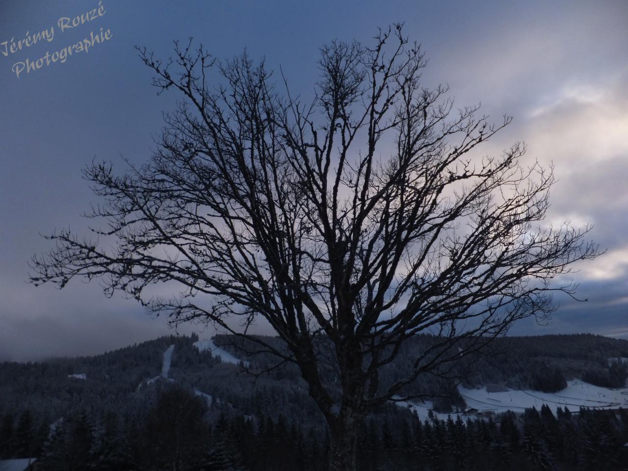 L'arbre de la connaissance