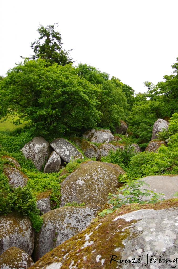 Une forêt dans un un enchevêtrement d'énormes rochers... 