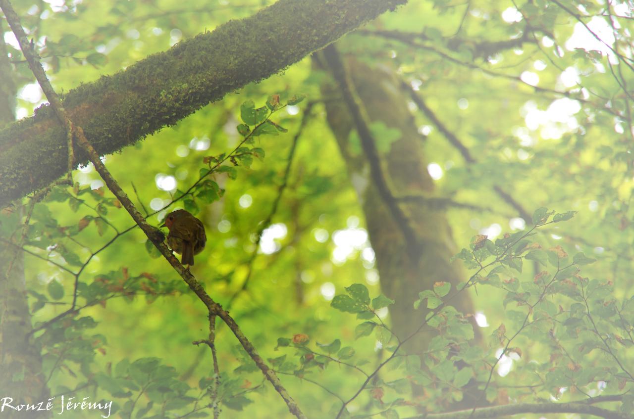 Les habitants de ces bois sont très discrets 