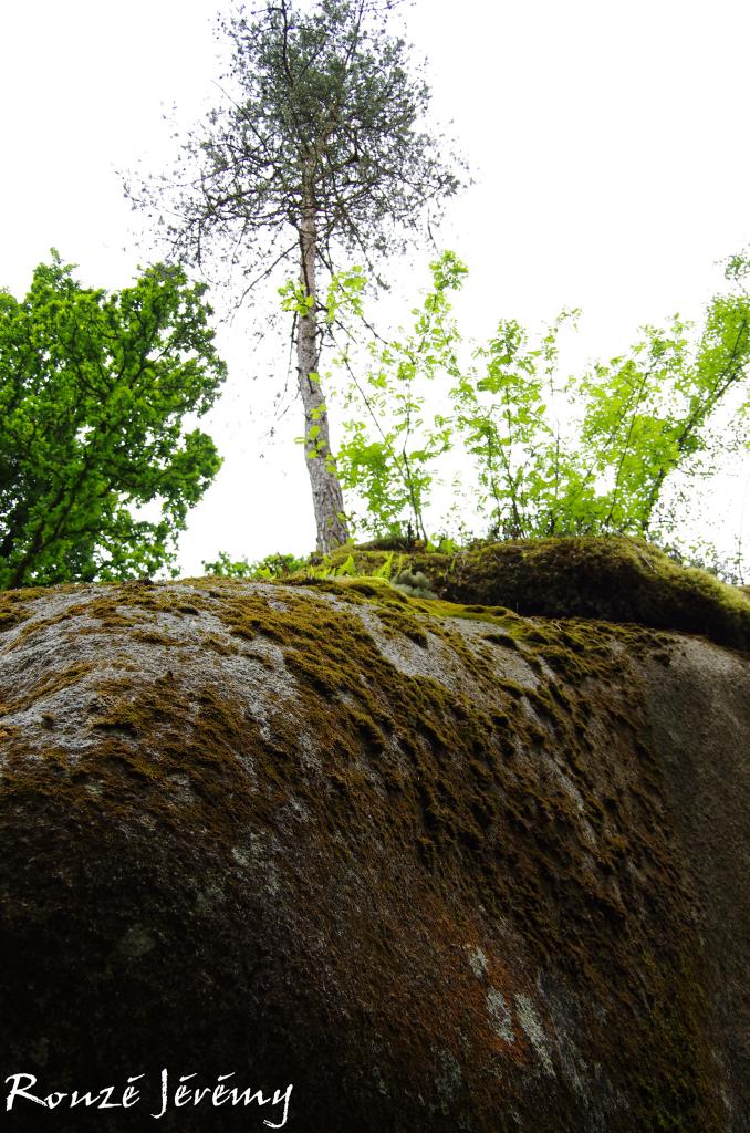 Arbre accroché