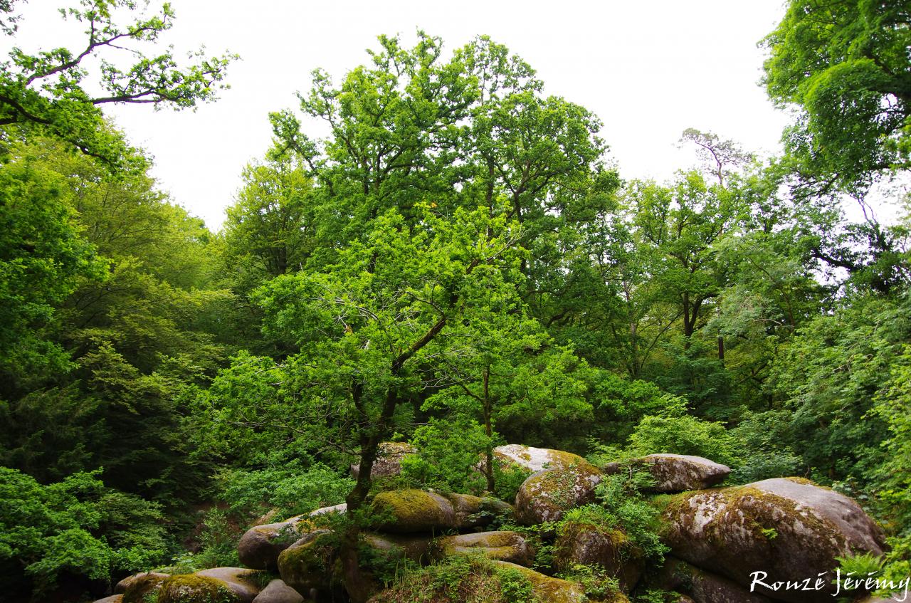 Grande étendue d'arbres et de rochers