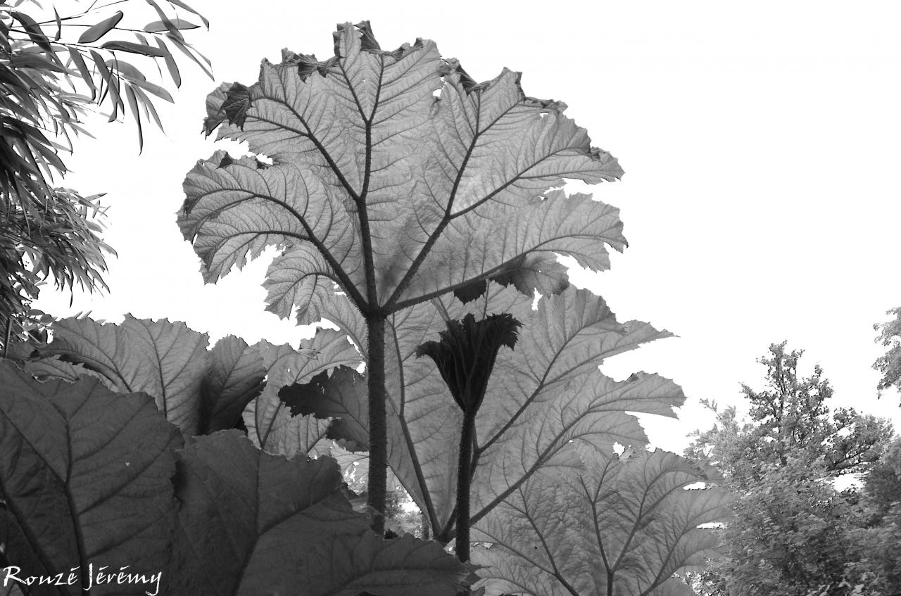 Parapluie des forêts