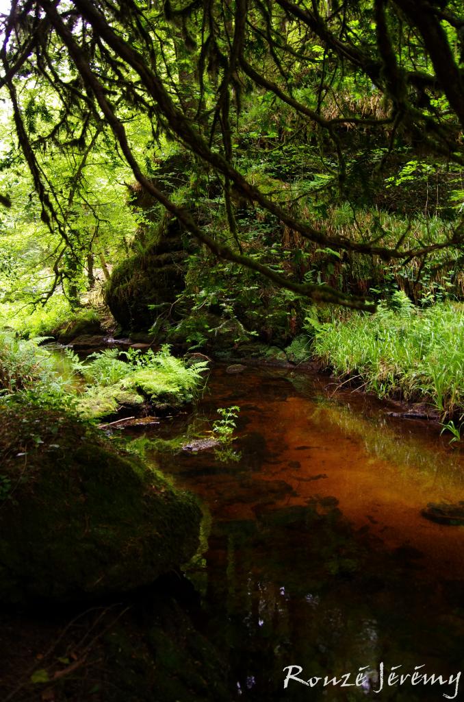 Couleurs des sous-bois