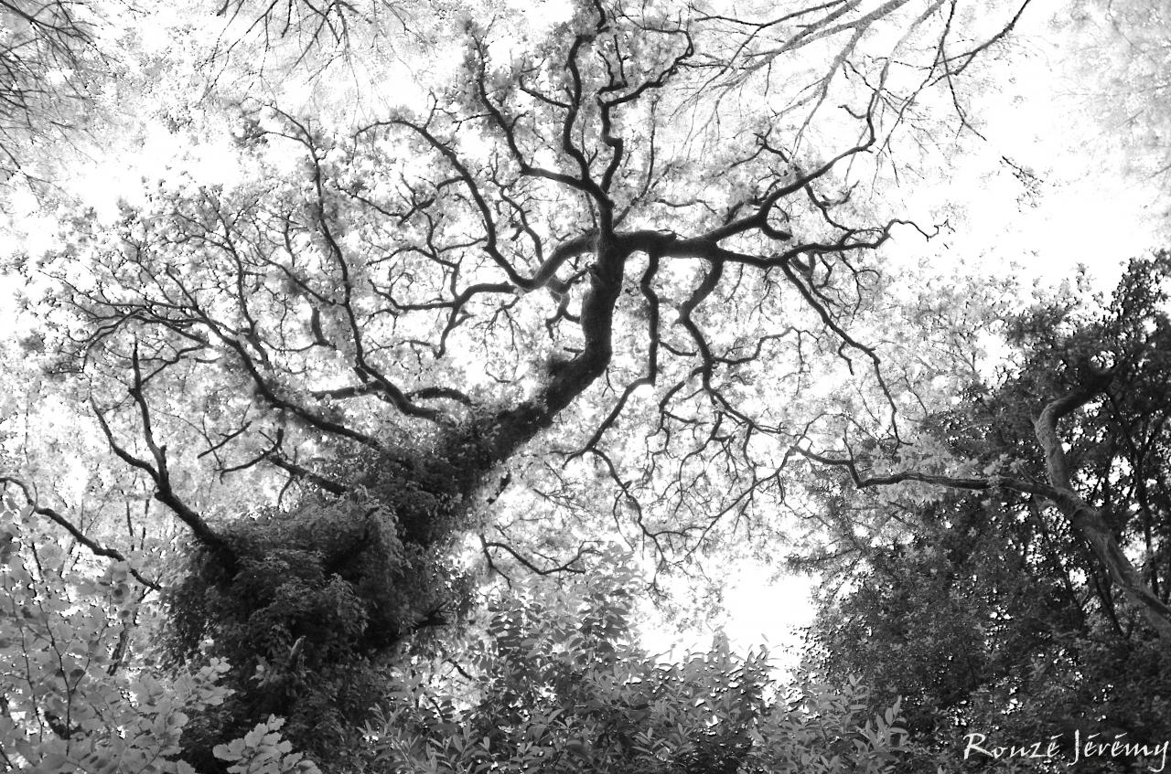 Une forêt de légendes